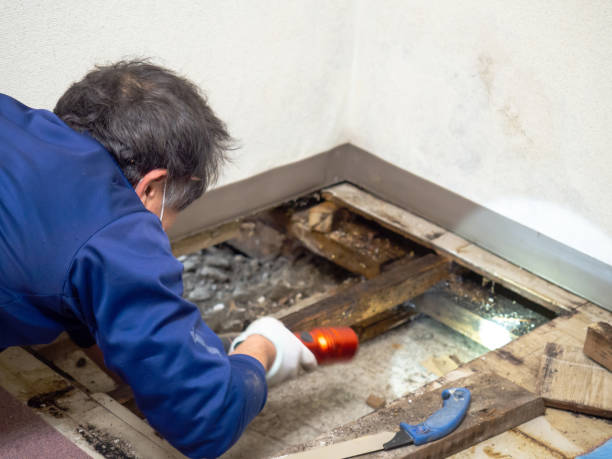 Best Mold Inspection  in Bradley, IL