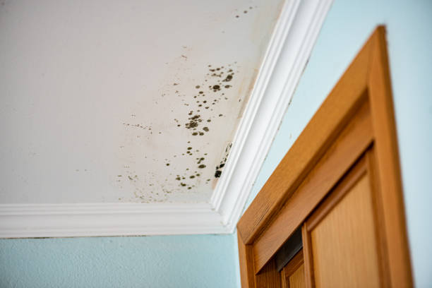 Best Black Mold Removal  in Bradley, IL