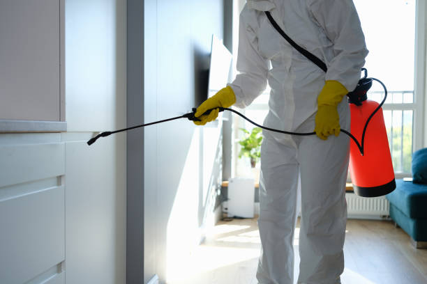 Best Mold Damage Repair  in Bradley, IL