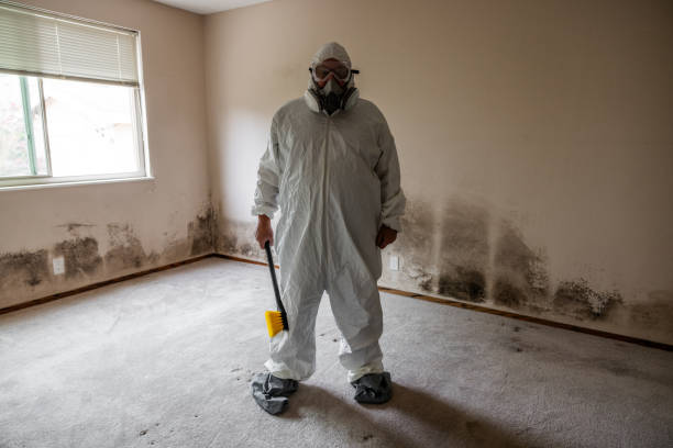Best Attic Mold Removal  in Bradley, IL