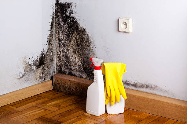 Best Local Mold Removal Service  in Bradley, IL
