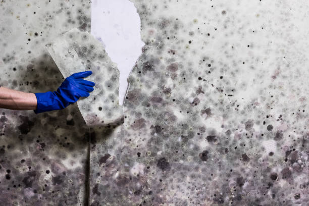 Best Mold Testing and Removal  in Bradley, IL