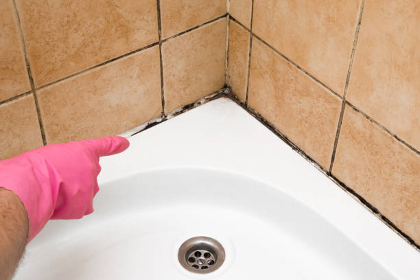 Best Certified Mold Removal  in Bradley, IL